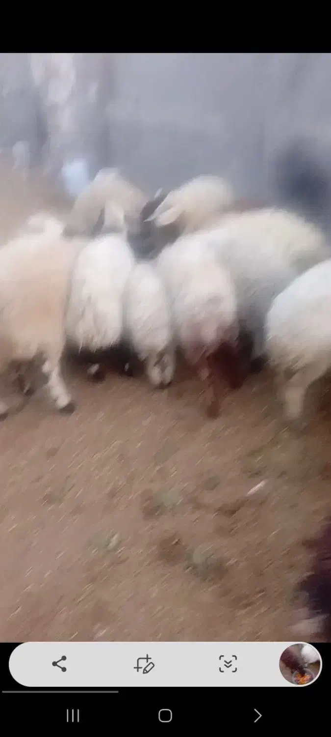 بره نر جوان|حیوانات مزرعه|کاشان, مزرعه نواب|دیوار