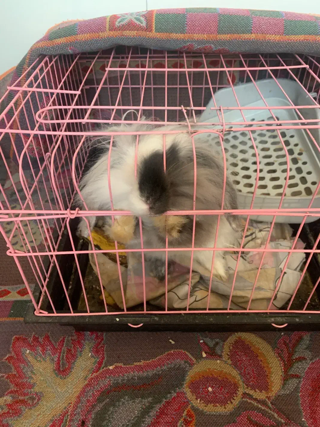 خرگوش لوپ|موش و خرگوش|باقرشهر, |دیوار