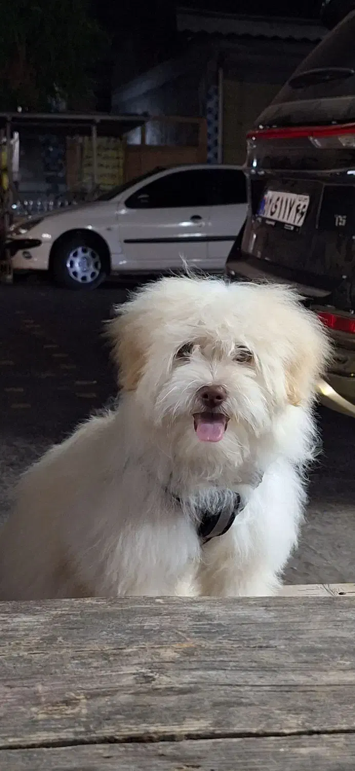 لوسی|سگ|خمام, |دیوار