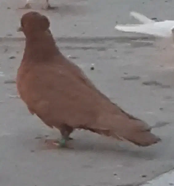 کبوتر ماده زرد|پرنده|بروجرد, |دیوار