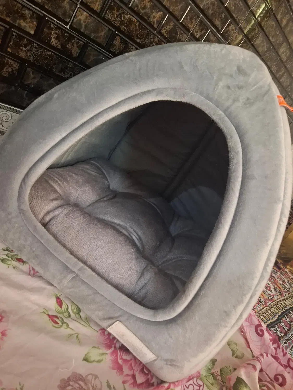 گربه اسکاتیش فولد|گربه|مراغه, |دیوار