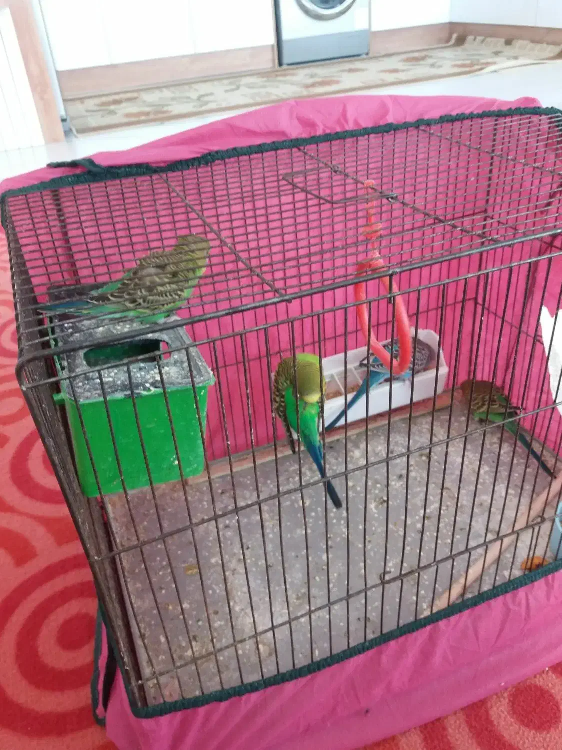 مرغ عشق با قفس|پرنده|پاکدشت, پاکدشت (مامازند)|دیوار