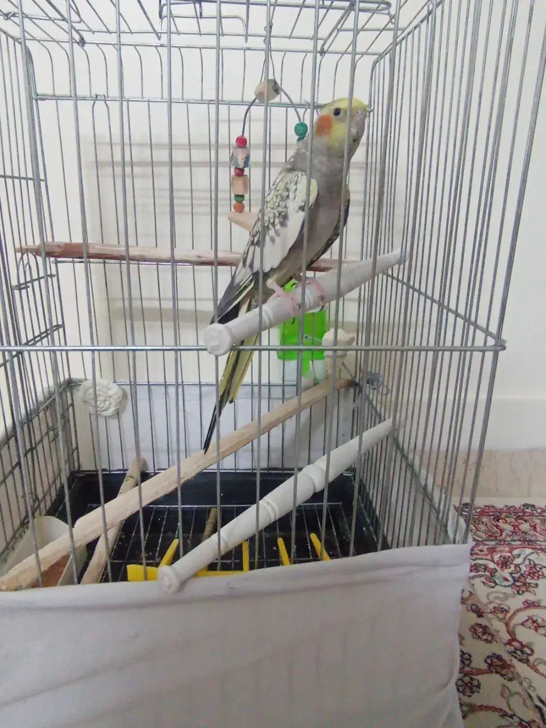 عروس هلندی نره آواز خوان|پرنده|تهران, انبار نفت|دیوار