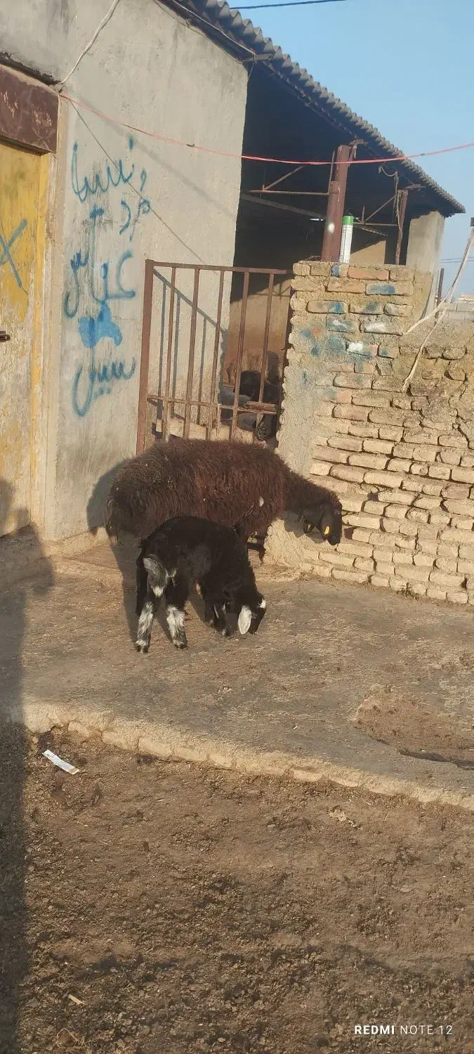 گوسفند|حیوانات مزرعه|سیمین شهر, |دیوار