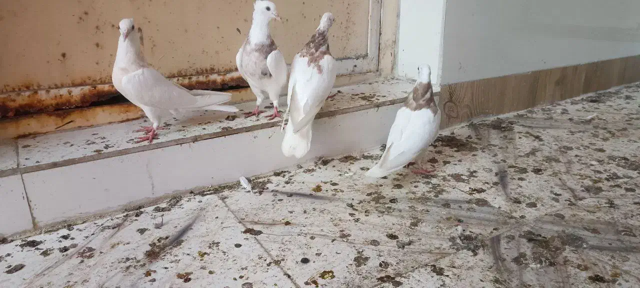 ۴ عدد طوقی|پرنده|شادگان, |دیوار