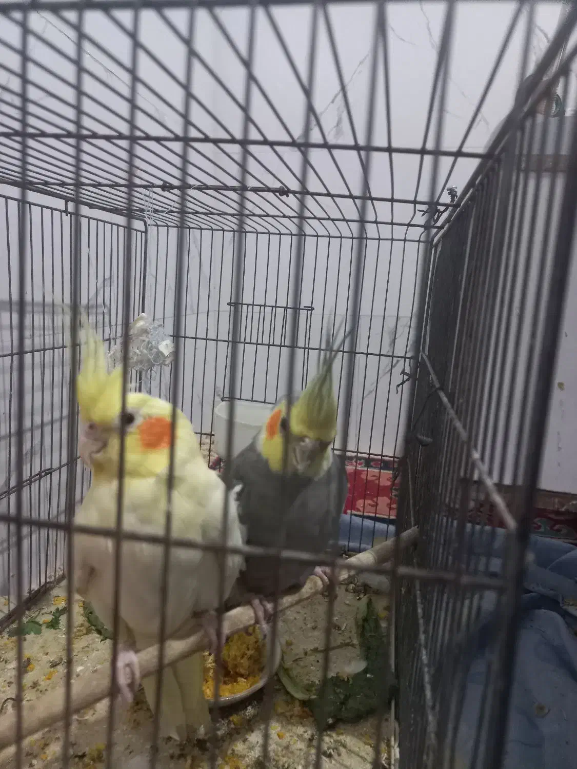 مولد|پرنده|شیراز, شهرک سعدی|دیوار