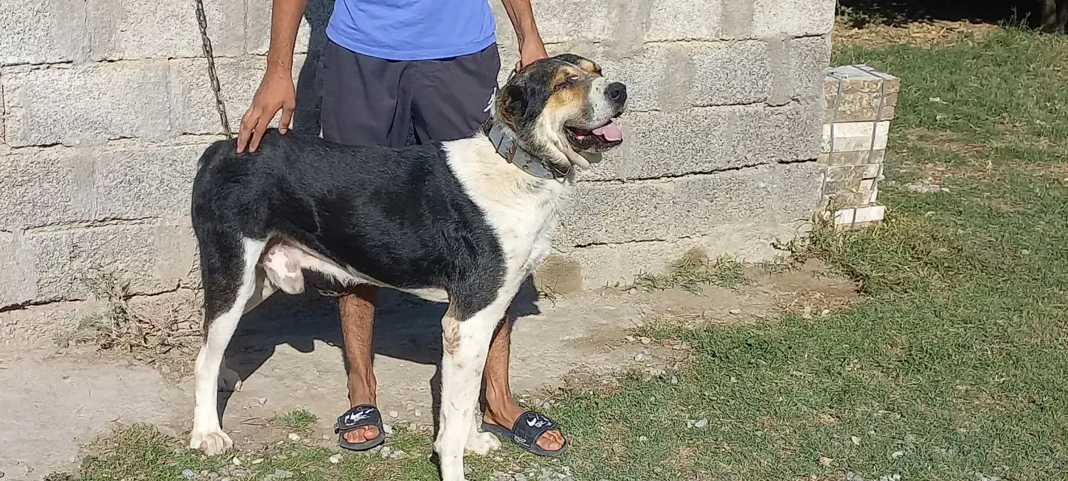 سگ افغان آلابای|سگ|تهران, اتابک|دیوار