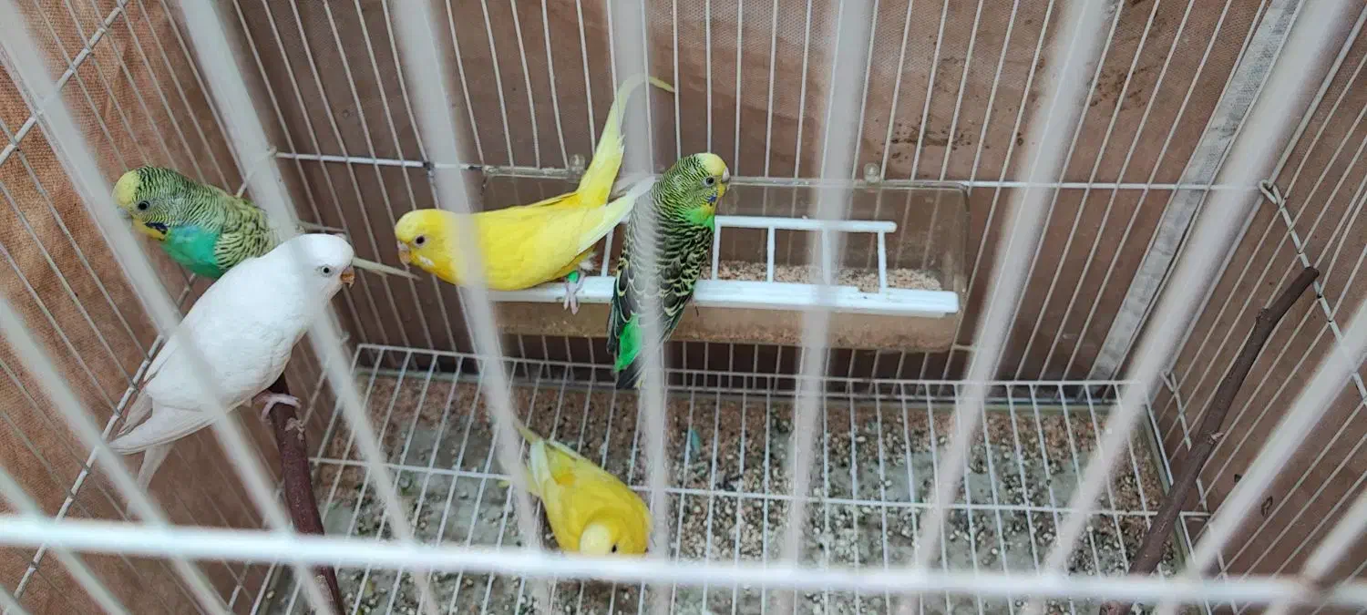 مرغ عشق|پرنده|شیراز, کیان شهر|دیوار