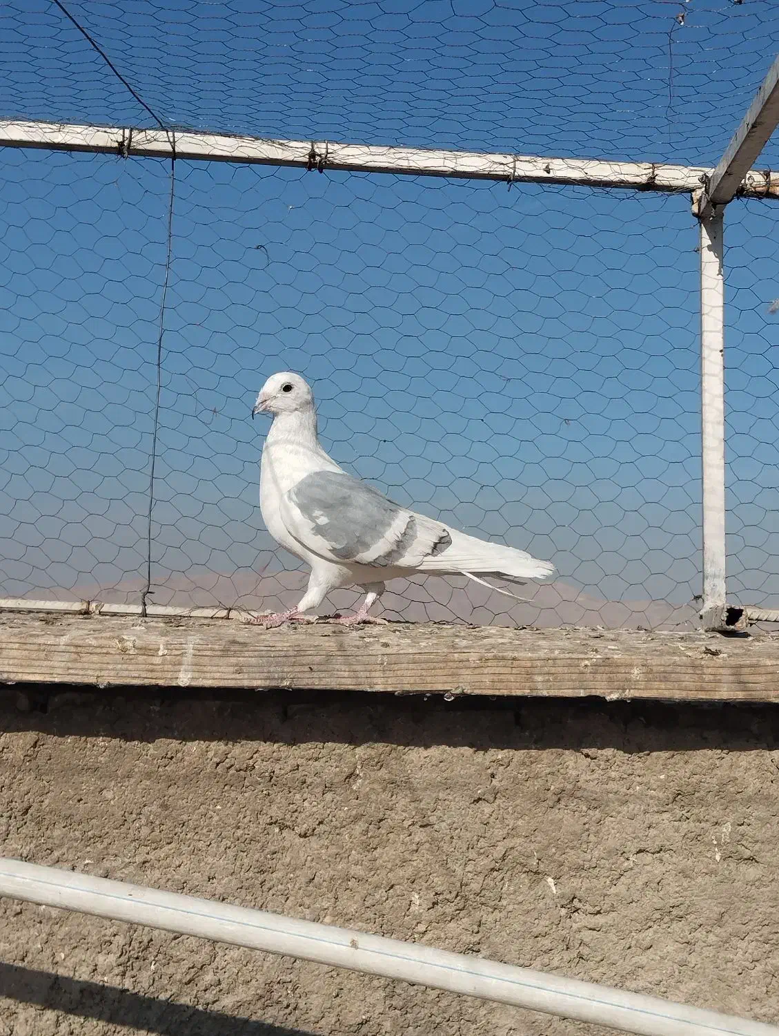 کفتر پلاکی|پرنده|شیراز, شهرک دارایی|دیوار