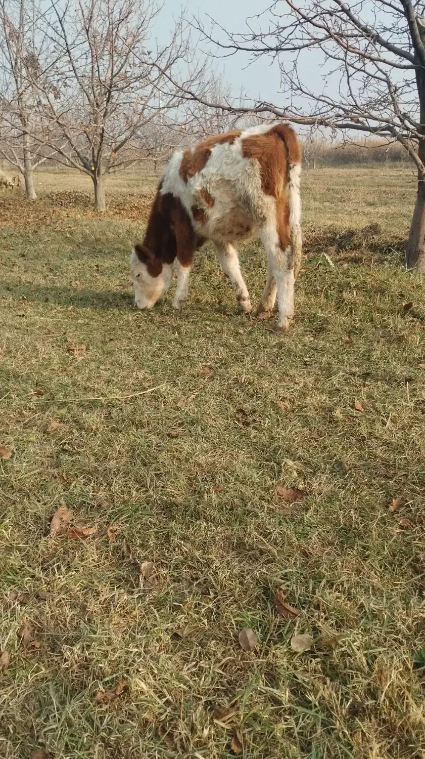 گوساله سیمینتال ماده|حیوانات مزرعه|نوشین شهر, |دیوار