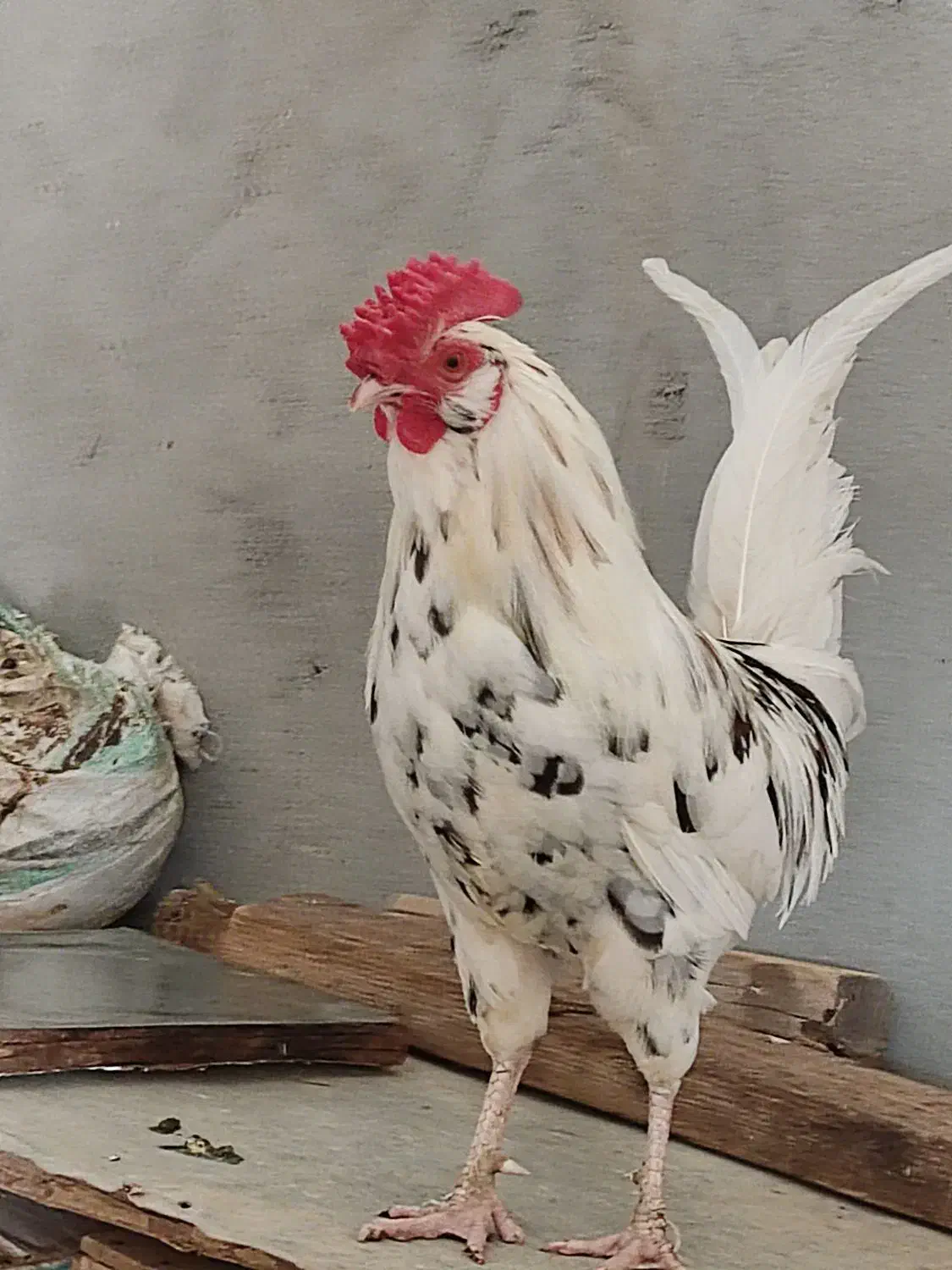 خروس|حیوانات مزرعه|اهواز, ۳۰ متری|دیوار