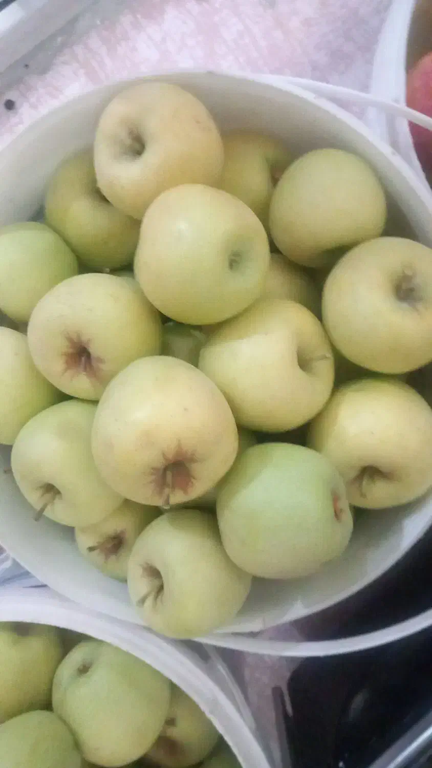 سیب پاییزه قرمز وسبز زرد درهم ۳۰ تومن صدرا|خوردنی و آشامیدنی|شیراز, گلستان|دیوار