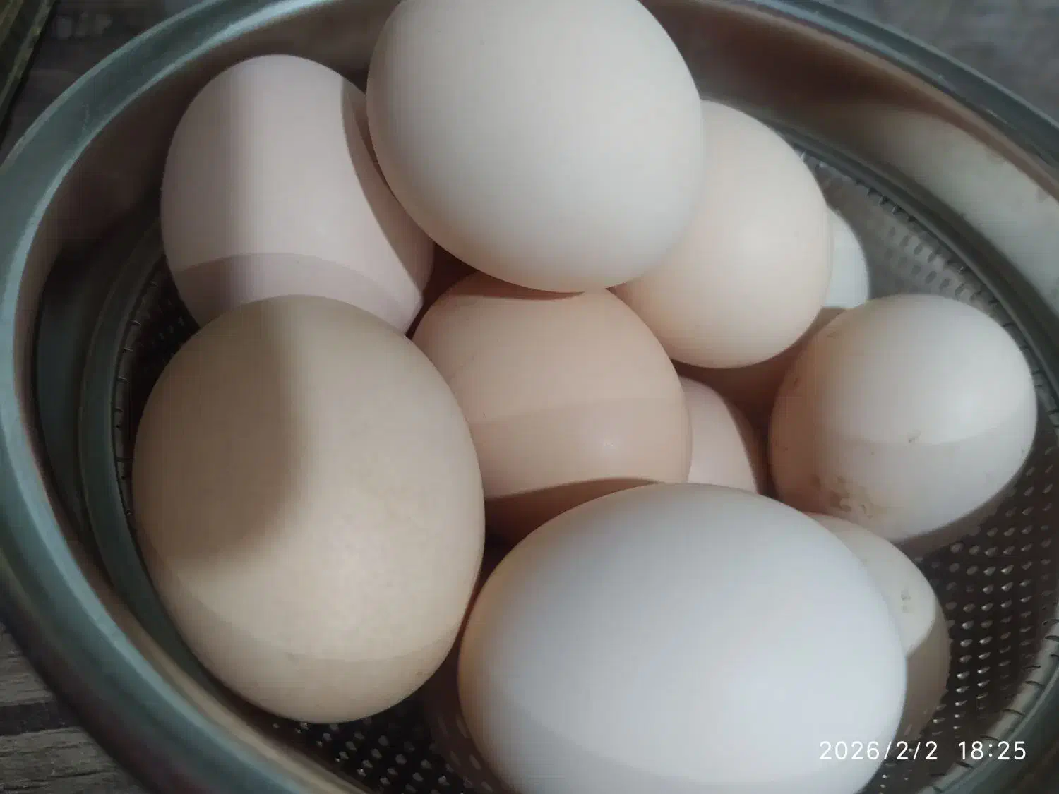 تخم نطفه دار|حیوانات مزرعه|کرمانشاه, |دیوار