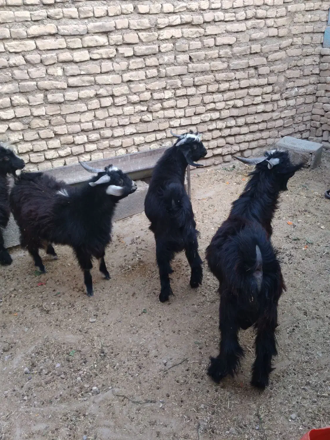 بزغاله چاق|حیوانات مزرعه|دهلران, |دیوار