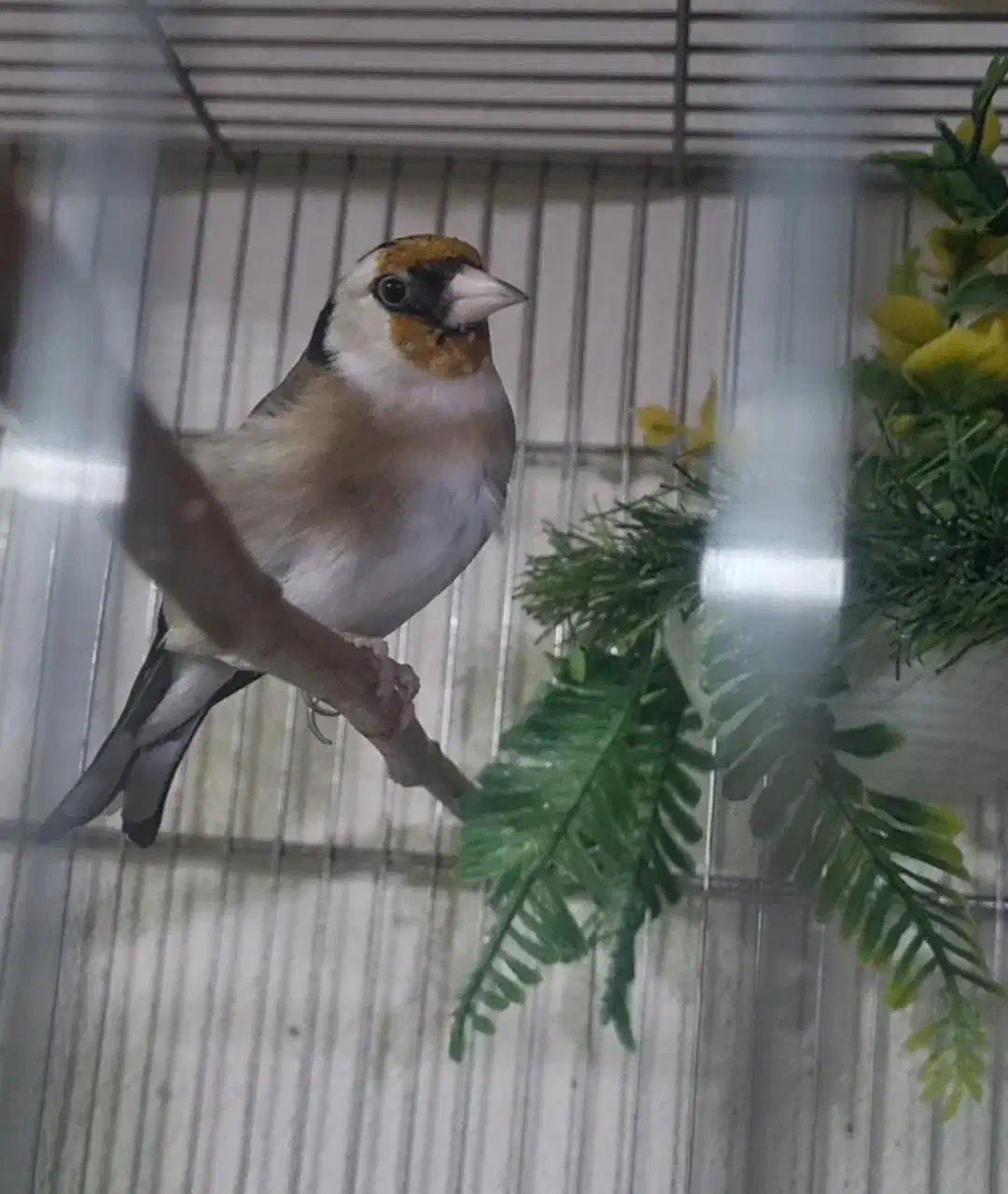 سهره ماده لک وپیس|پرنده|اسلام‌شهر, شهرک امام حسین (میان آباد)|دیوار