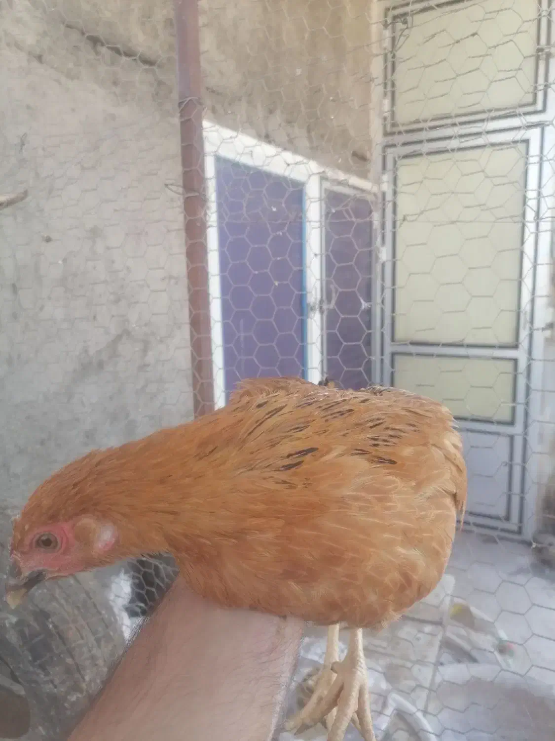 مرغ و خروس|حیوانات مزرعه|قم, بنیاد|دیوار