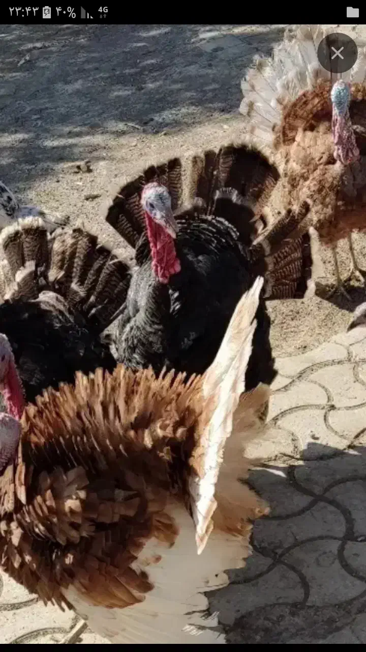 به یک نفرماهربرای جمع کردن بوقلمون محلی|استخدام سرایداری و نظافت|ملک‌آباد, |دیوار