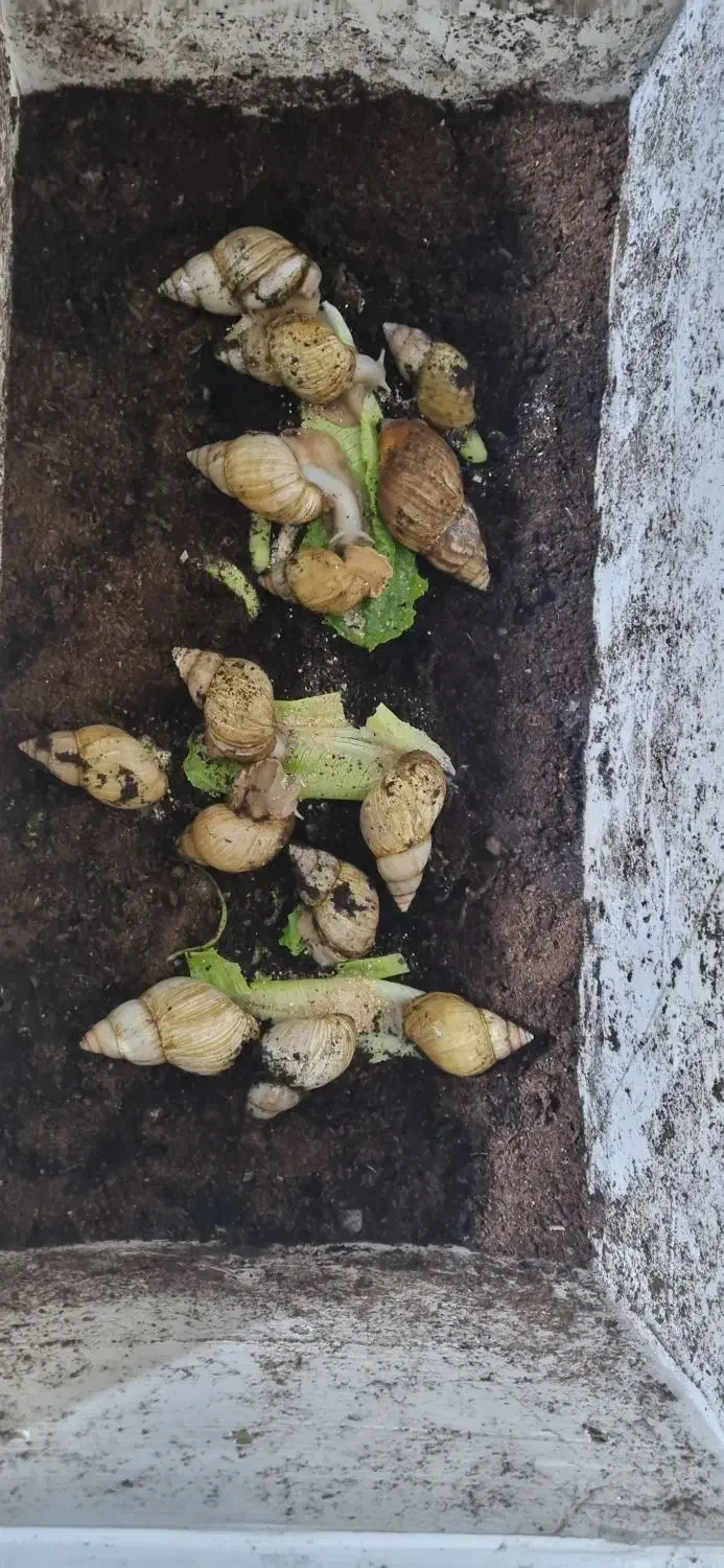 حلزون|خزنده|اصفهان, احمدآباد|دیوار