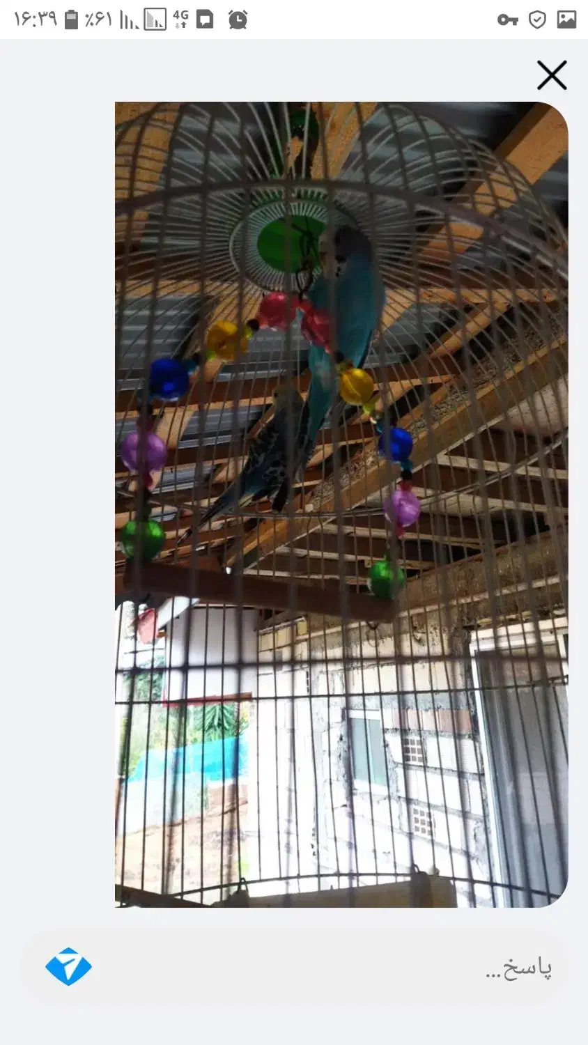 عروس هلندی مرغ عشق|پرنده|لاهیجان, شقایق|دیوار