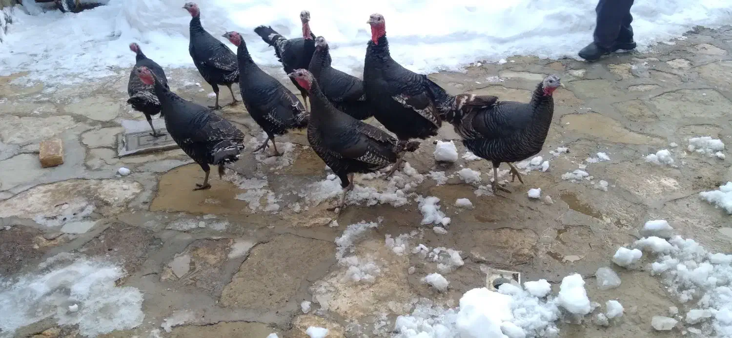 یدونه ۱۵۰۰۰۰۰|حیوانات مزرعه|تخت سلیمان, |دیوار