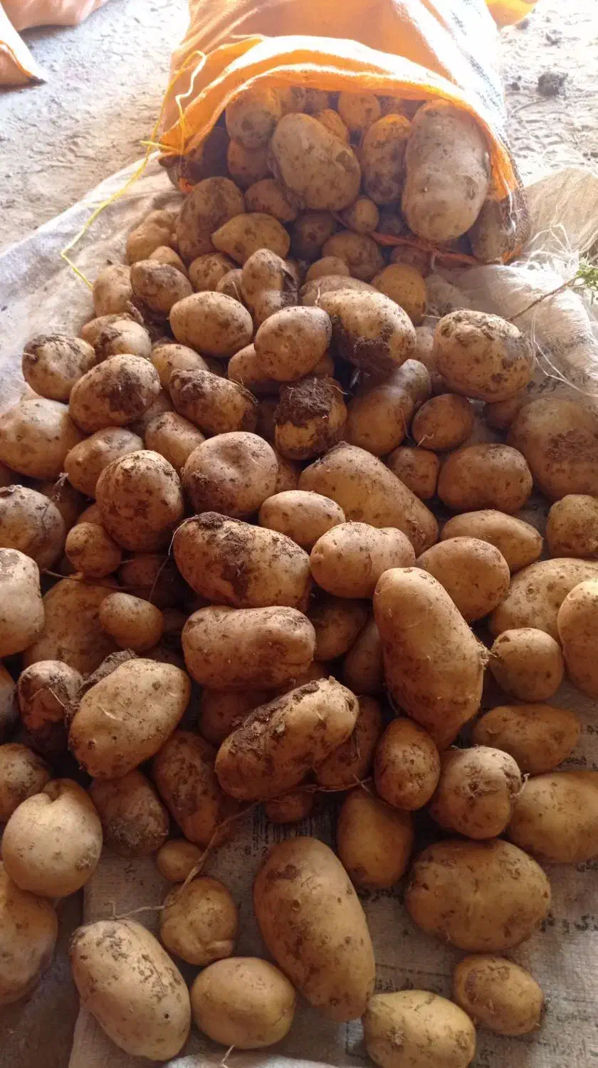 سیب زمینی خوراک|حراج|چادگان, |دیوار