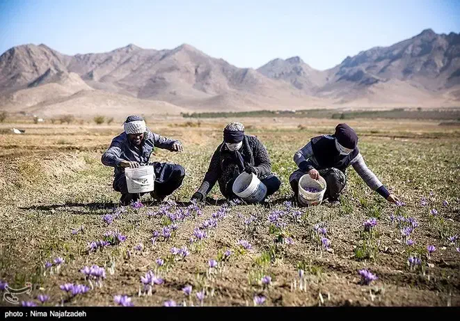 چند نفر هستیم زعفران جمع میکنیم|خدمات باغبانی و درختکاری|نیشابور, قلعه نو|دیوار