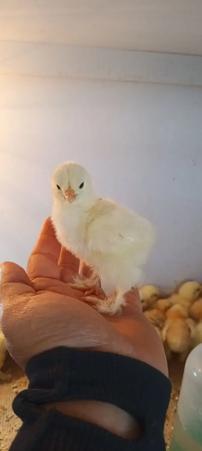 جوجه برهما...|حیوانات مزرعه|یزد, |دیوار