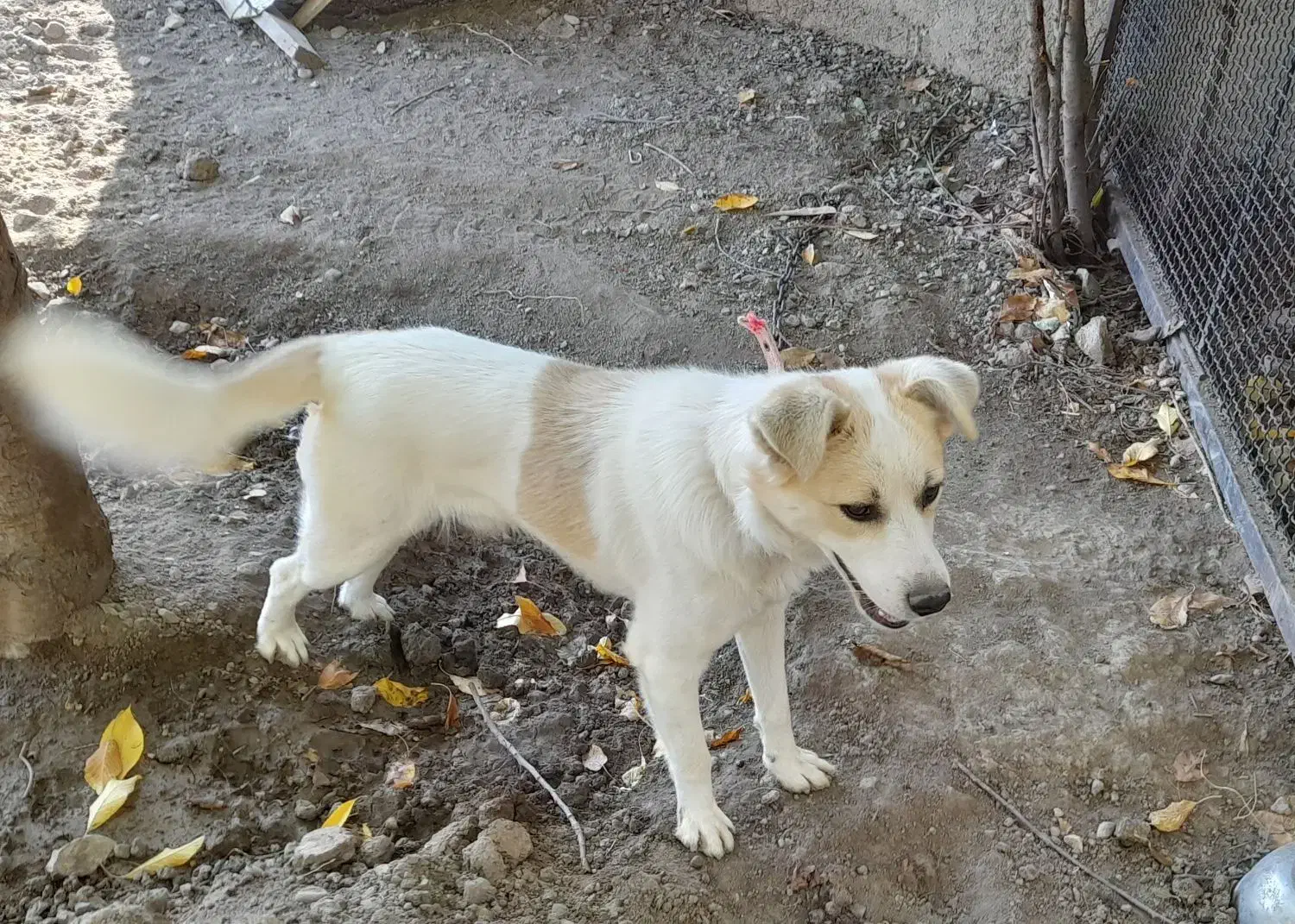 بیستی نر وماده|سگ|اهر, |دیوار