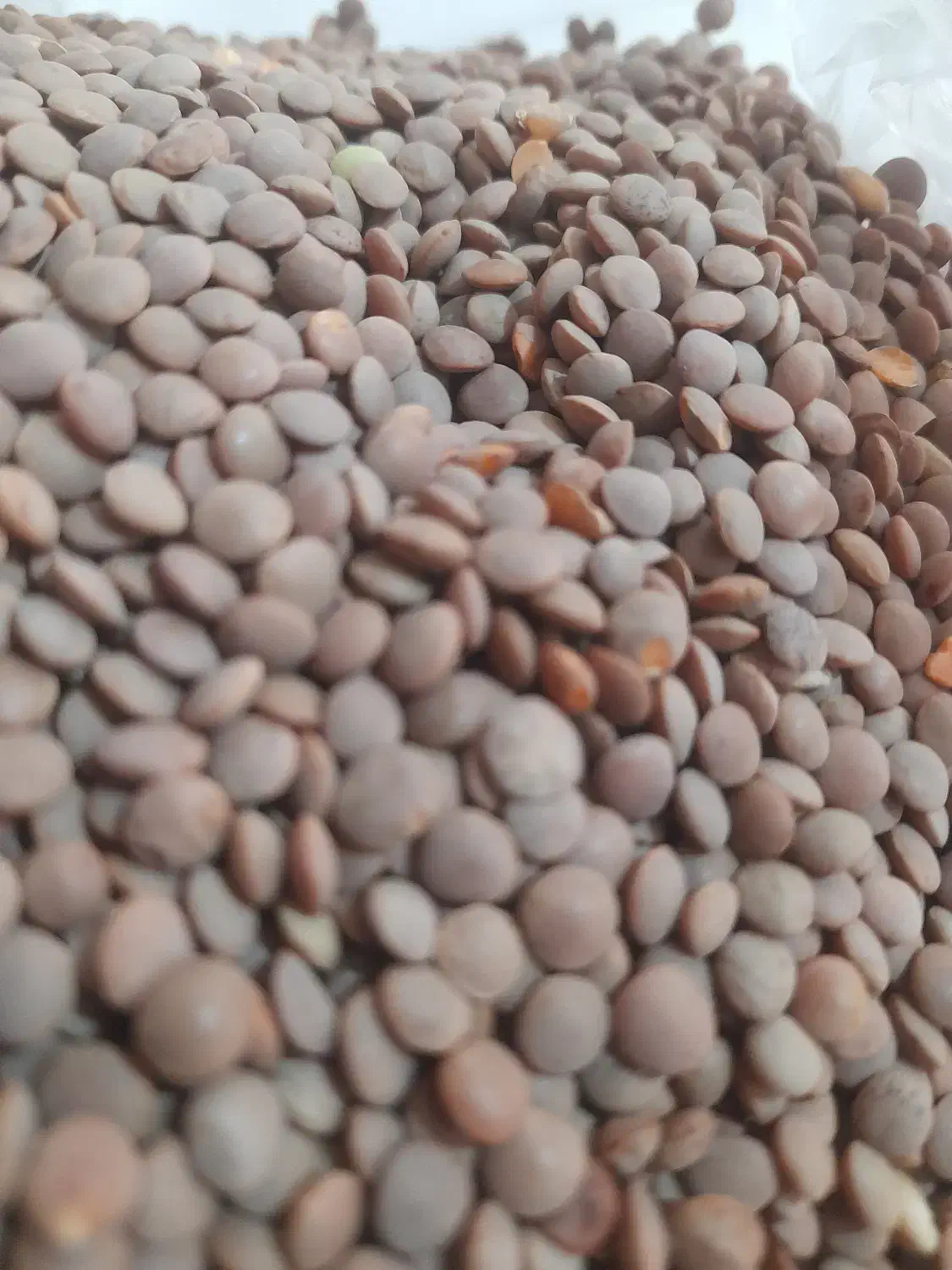 پخش عمده و جزیی انواع حبوبات با کیفیت بالا|عمدهفروشی|رشت, لاکان|دیوار