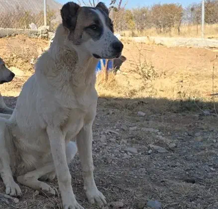 سگ ماده خراسانی|سگ|شازند, |دیوار