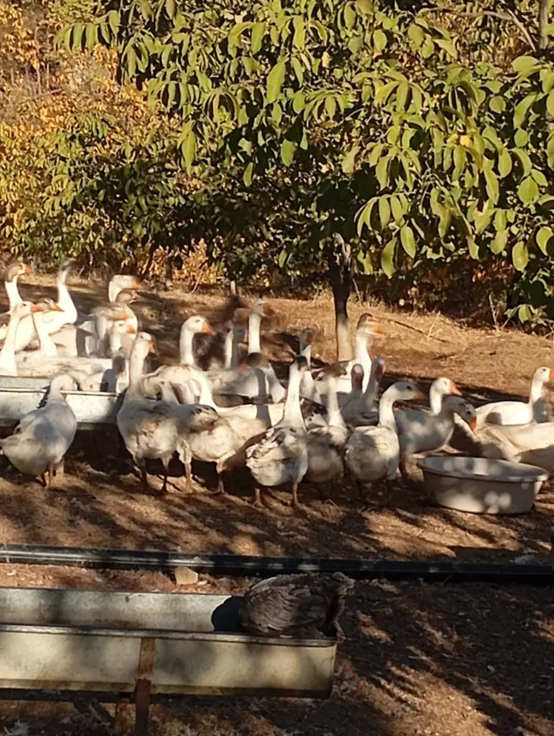 فروش غاز محلی تعداد بالا|حیوانات مزرعه|بانه, |دیوار