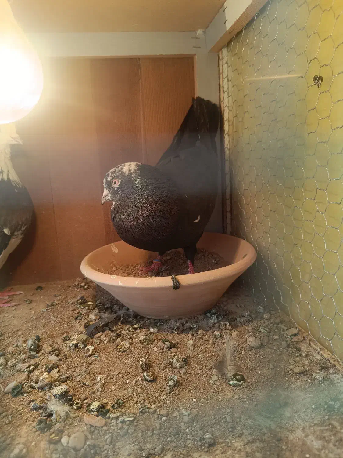 کفترپرشی|پرنده|محمدشهر, همایون ویلا|دیوار