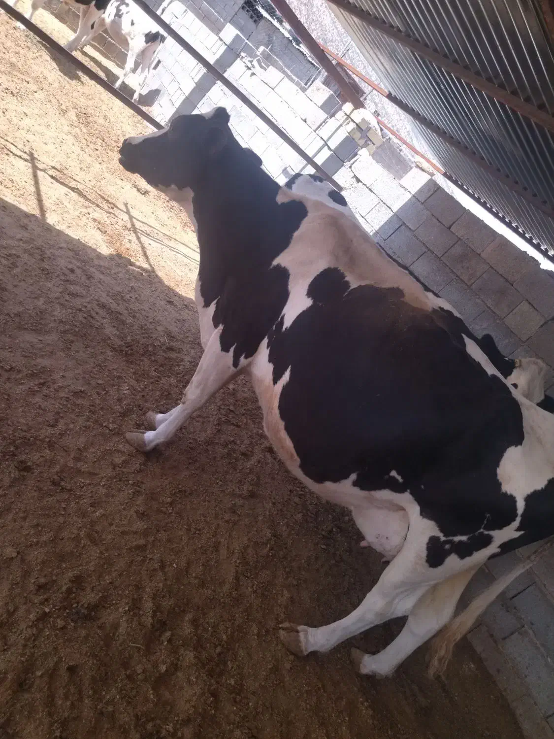 فروش گاو شیری|حیوانات مزرعه|میمند, |دیوار