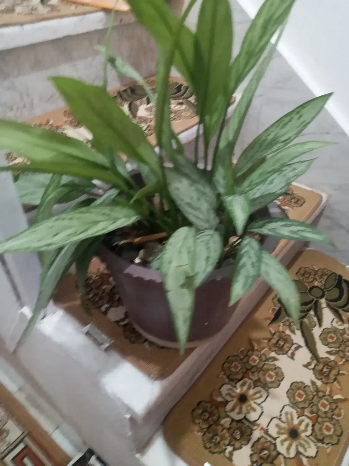 گل طبیعی سالم|گل و گیاه طبیعی|کرمانشاه, |دیوار