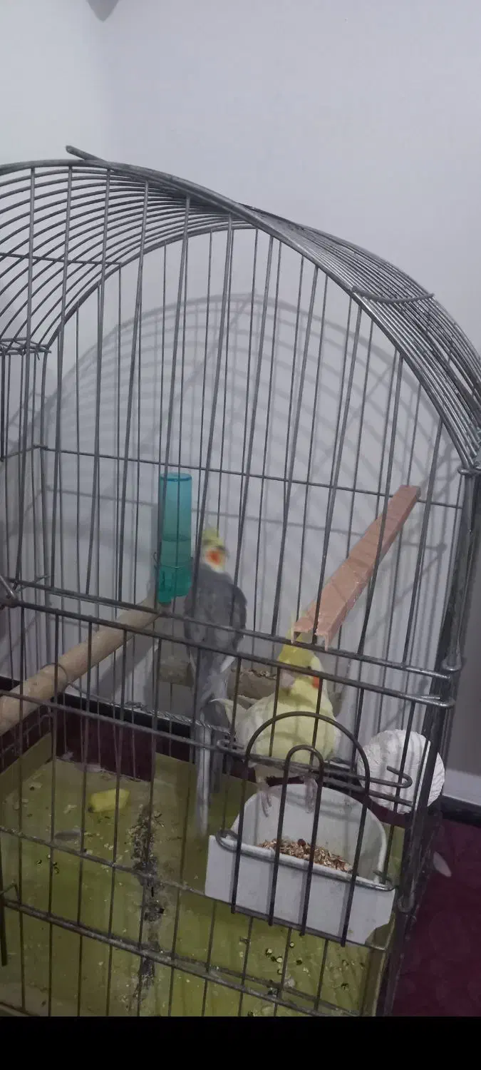 پرنده|پرنده|فولادشهر, مسکن مهر فولادشهر|دیوار