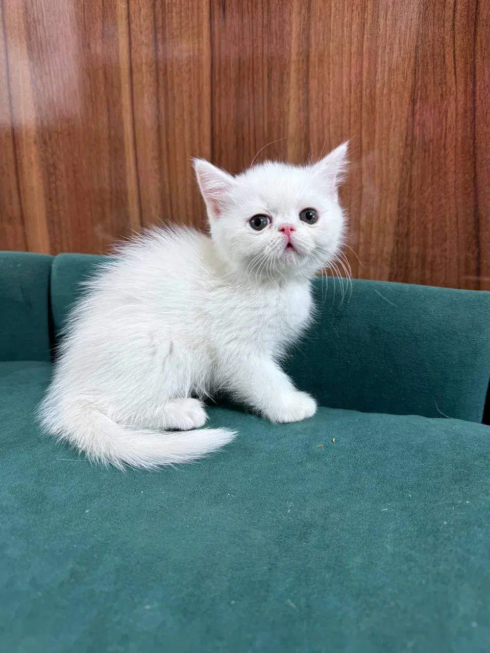 بچه گربه پرشین اسکاتیش|گربه|بیرجند, |دیوار