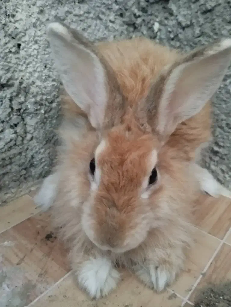 خرگوش لوپی|موش و خرگوش|ایرانشهر, |دیوار