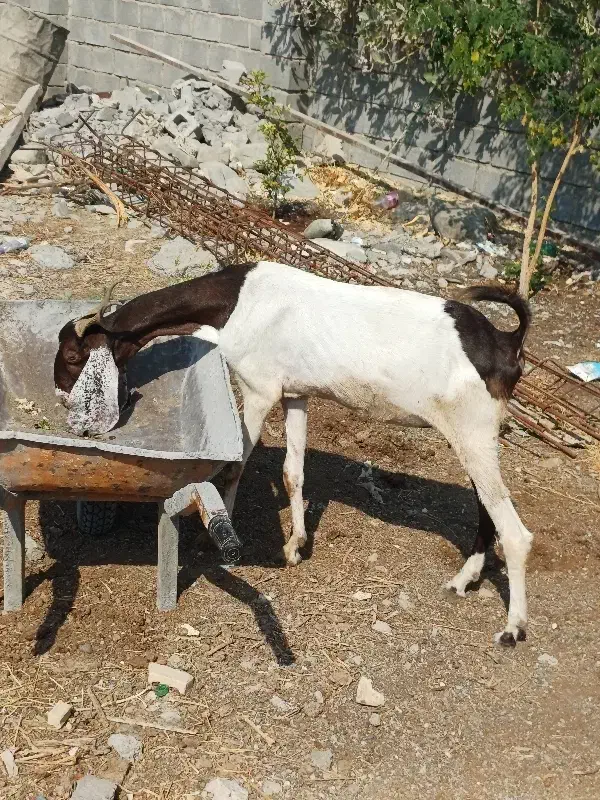 بز تالی پاکستانی آبستن وچپشت پاکستانی رودان|حیوانات مزرعه|بندرعباس, |دیوار