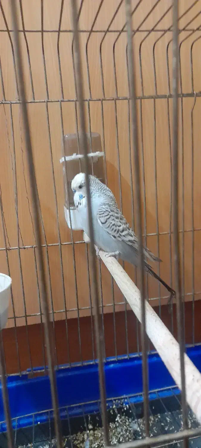 مرغ انگلیسی|پرنده|تهران, جیحون|دیوار