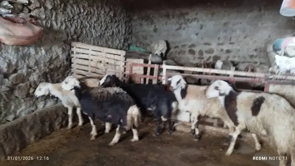 بره قوچ|حیوانات مزرعه|بیرانوند, |دیوار