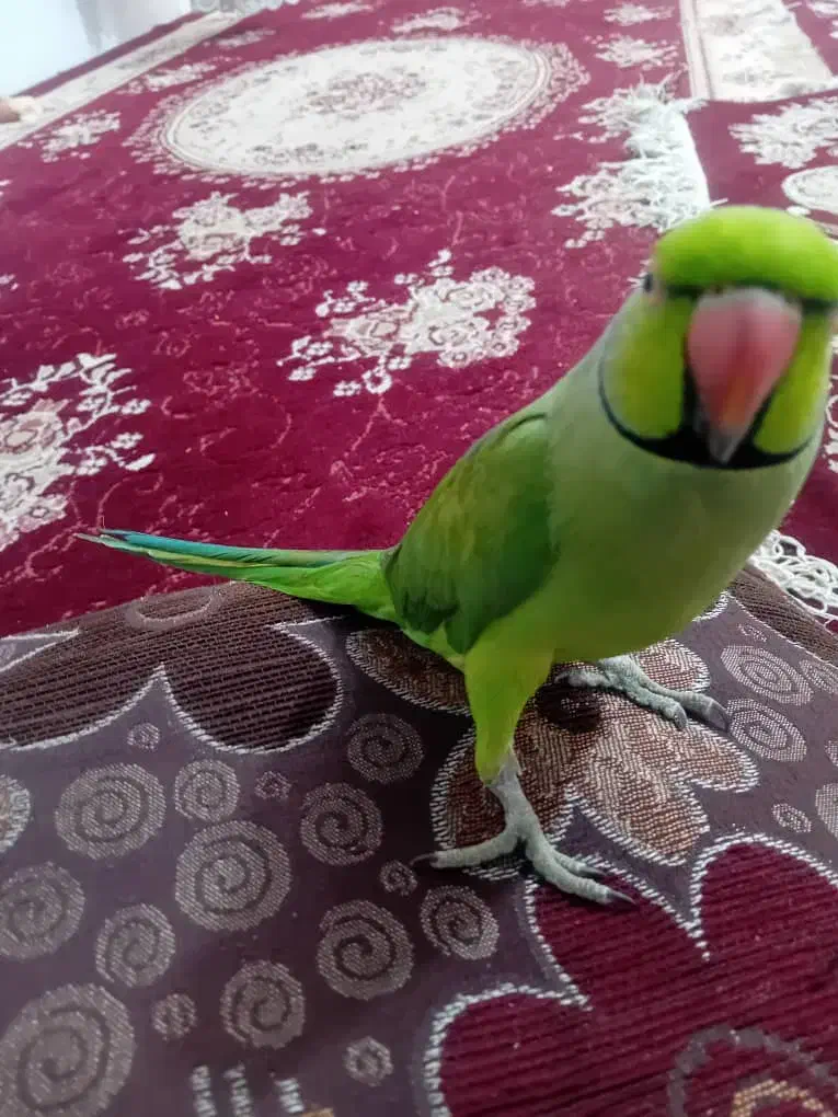 طوطی ملنگو سخنگو|پرنده|مشهد, شهید احمدی روشن|دیوار