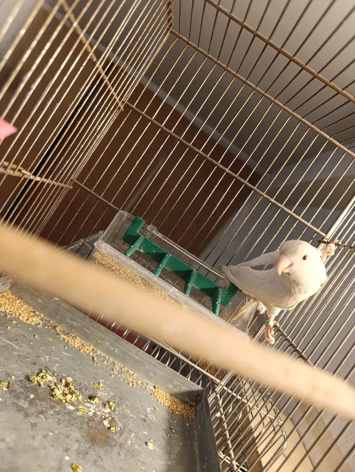 طوطی برزیلی ماده|پرنده|ری, منصوریه منگل|دیوار