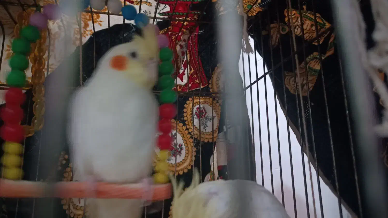 جوجه عروس هلندی ، دانه خور|پرنده|مشهد, شهید علی محمدی|دیوار