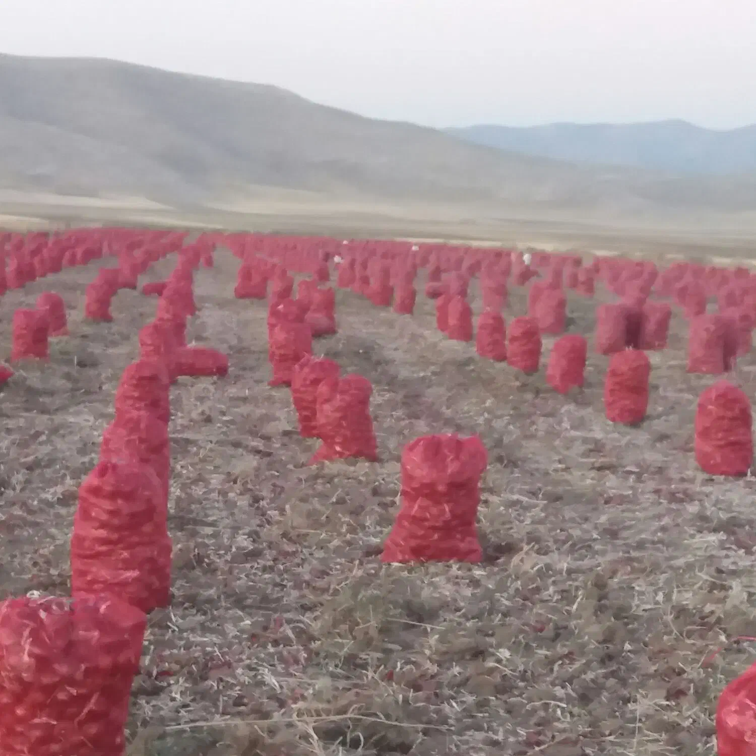 پیازقرمزشیان|حراج|اسلام‌‌آباد غرب, |دیوار