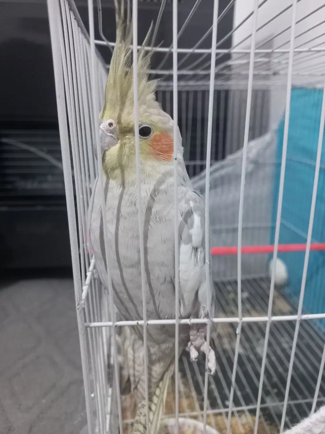 عروس هلندی|پرنده|مشهد, نیزه|دیوار