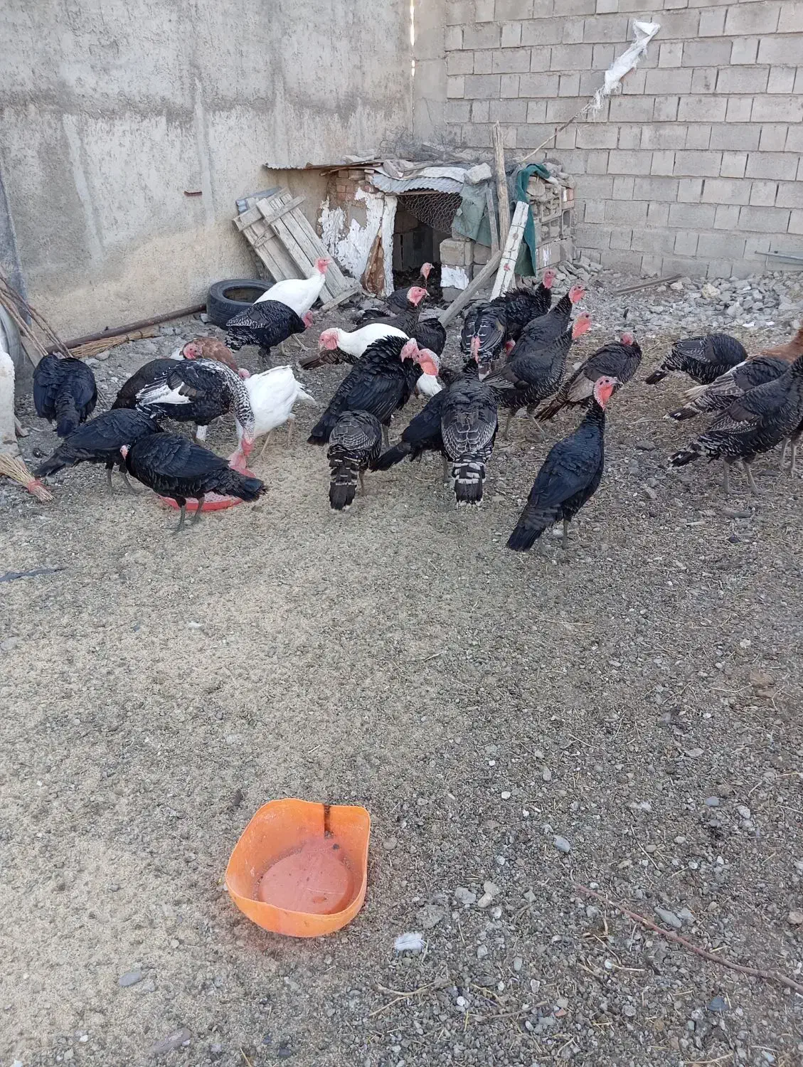 ،بوقلمون محلی|حیوانات مزرعه|بکتاش, |دیوار