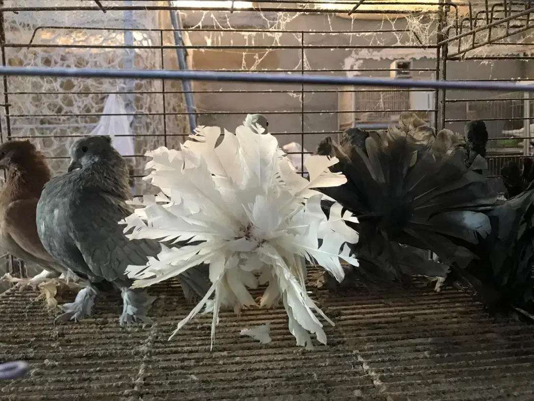 کبوتر زینتی چتری|پرنده|بابل, |دیوار