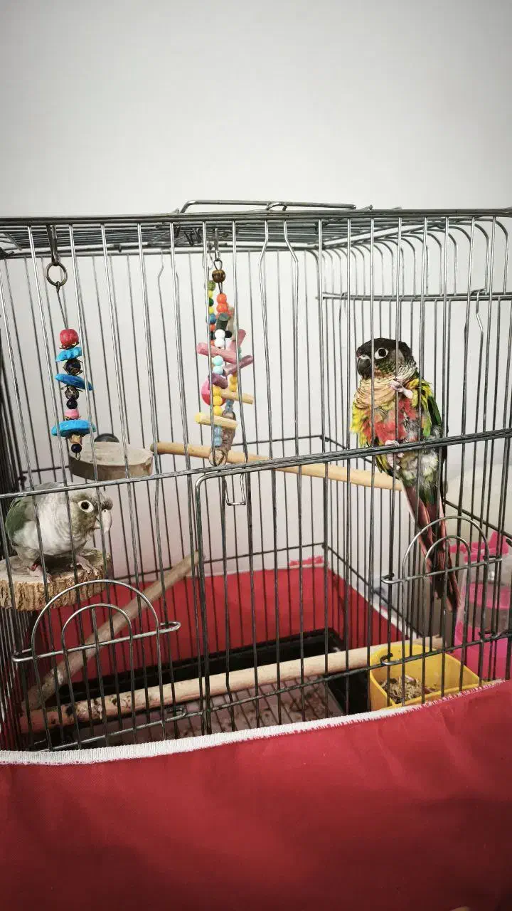 یک جفت طوطی گرینچیک|پرنده|فردیس, فردیس|دیوار