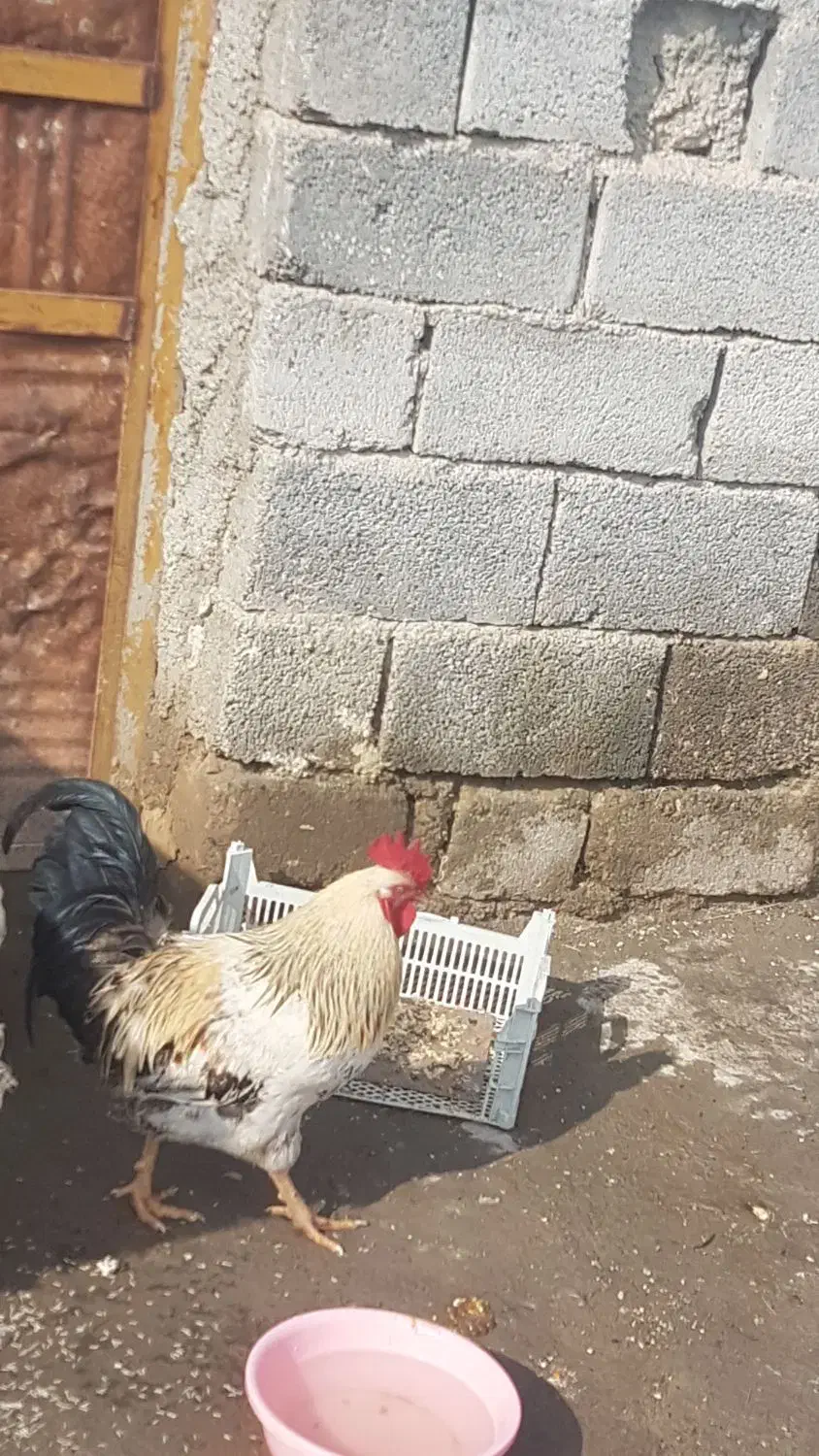 خروس جوان|حیوانات مزرعه|نوشین شهر, |دیوار