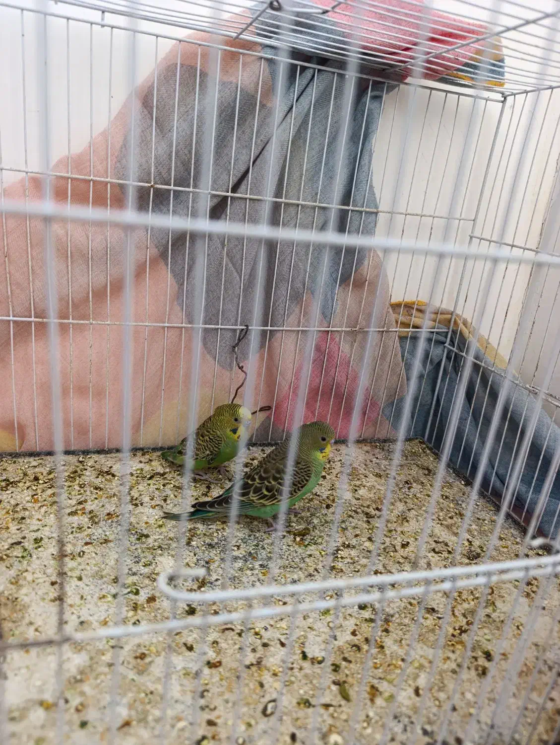 مرغ عشق دستی فروشی و معاوضه|پرنده|تایباد, |دیوار